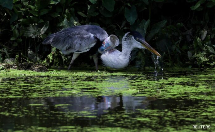 <b>heroic-rescue-of-heron-highlights-plastic-pollution-crisis-in-brazil</b>