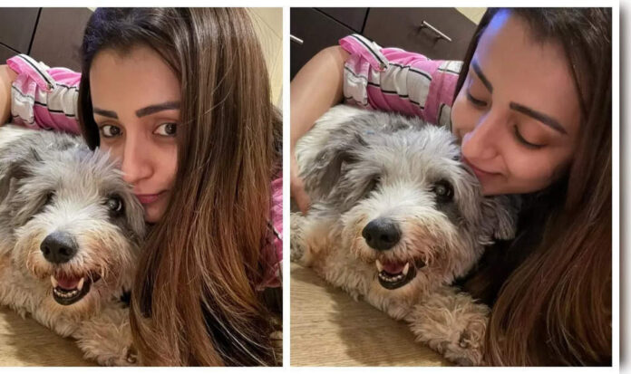 <b>trisha-reflects-on-heartbreak-after-losing-her-cherished-dog-zorro-on-christmas-morning</b>