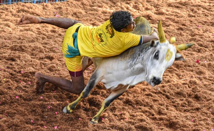 <b>excitement-builds-as-jallikattu-kicks-off-with-prizes-galore-in-tamil-nadu</b>