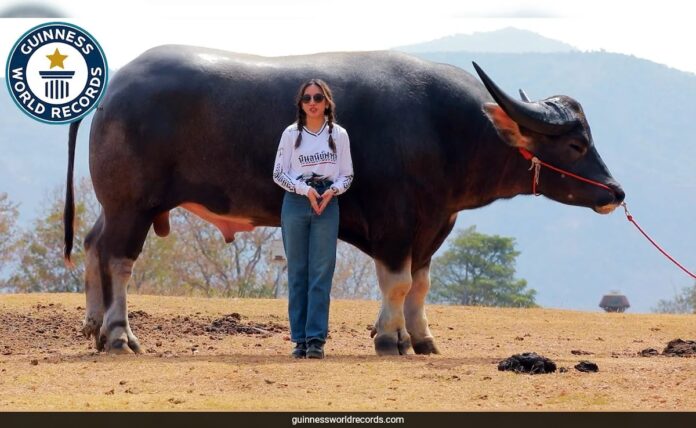 <b>meet-king-kong:-the-gentle-giant-water-buffalo-taking-the-world-record-by-storm</b>