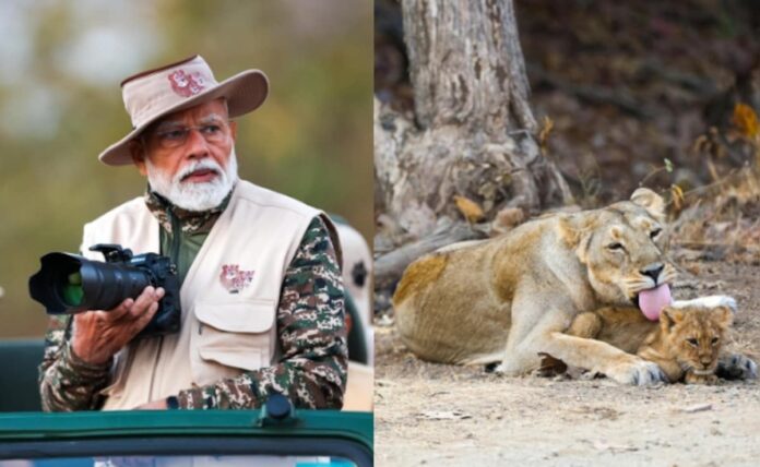 <b>prime-minister-modi-embarks-on-lion-safari-in-gir-to-celebrate-world-wildlife-day</b>
