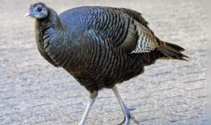 <b>city-adventures-of-rosie:-new-york’s-love-struck-turkey-sparks-traffic-chaos-and-911-calls</b>