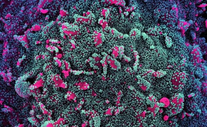 <b>covid-19-in-india:-expert-urges-calm-amid-rising-jn.1-variant-cases</b>