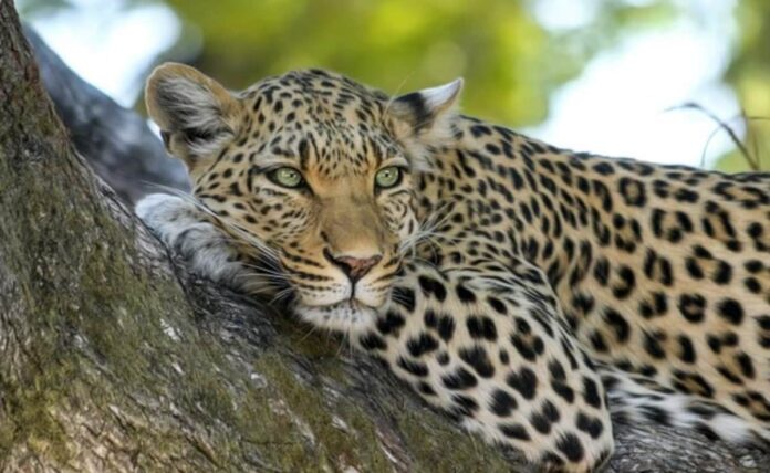 <b>tragic-leopard-attack-claims-life-of-woman-in-uttar-pradesh-village</b>